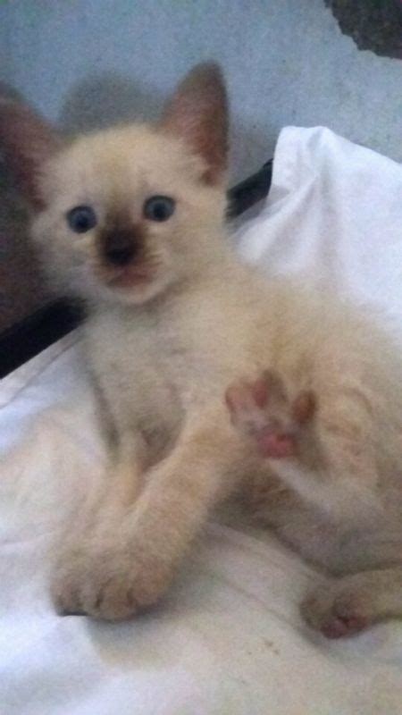 cat for sale cebu|Cats .